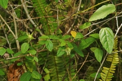 Pavonia spinifex