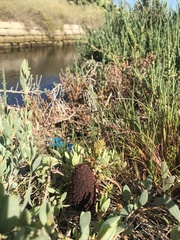 Cynomorium coccineum