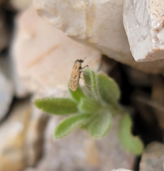 Microlarinus lypriformis