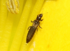 Heliothrips haemorrhoidalis