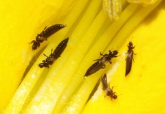 Heliothrips haemorrhoidalis