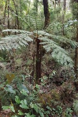 Cyathea divergens