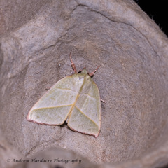 Hylophilodes tsukusensis