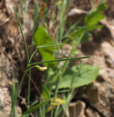 Lathyrus saxatilis