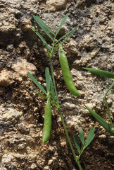 Lathyrus saxatilis