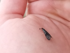 Mystacides azureus