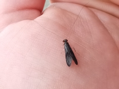 Mystacides azureus