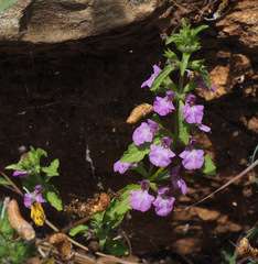 Stachys neurocalycina