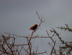 Euplectes nigroventris