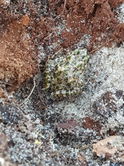 Pelodytes atlanticus