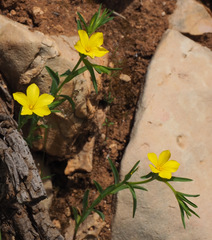 Linum nodiflorum