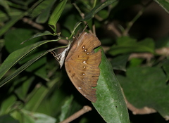 Bassarona dunya