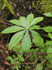 Arisaema erubescens