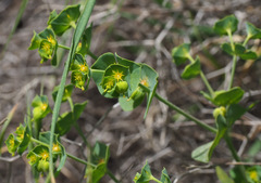 Euphorbia reuteriana