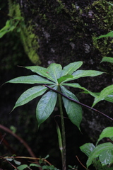 Arisaema erubescens