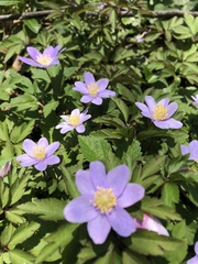 Anemonoides nemorosa