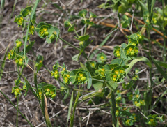 Euphorbia reuteriana