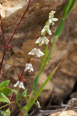 Callipeltis cucullaris