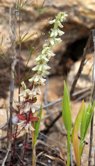 Callipeltis cucullaris
