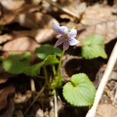 Viola guatemalensis