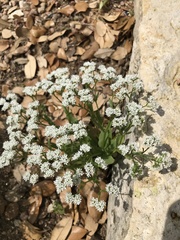 Valerianella amarella