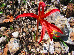 Sprekelia formosissima