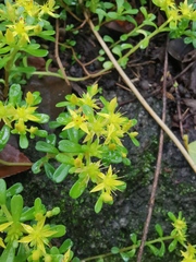 Sedum bulbiferum