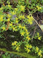 Sedum bulbiferum