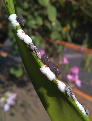 Enchenopa quadricolor