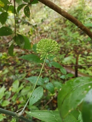 Smilax riparia