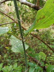 Smilax riparia