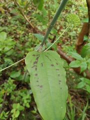Smilax riparia