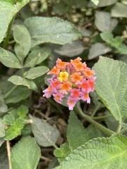 Lantana camara