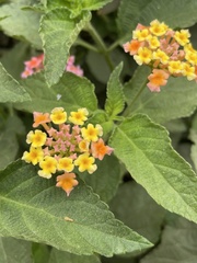 Lantana camara