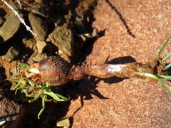 Syringodea concolor