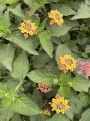 Lantana camara