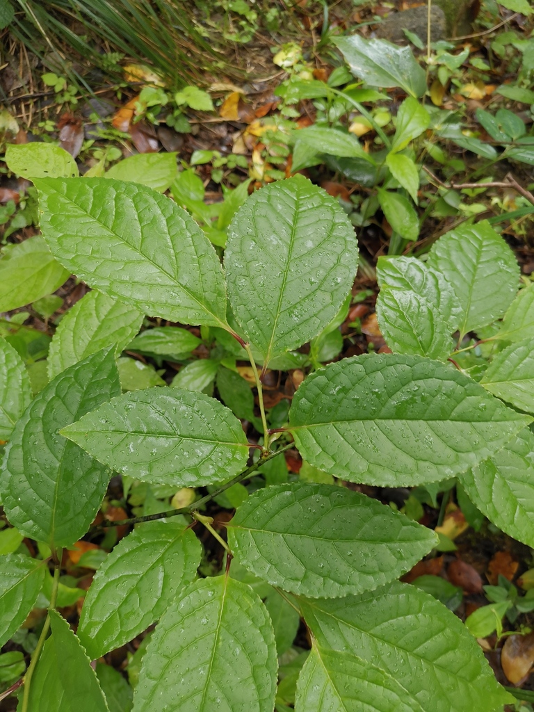 Gutta-percha Tree in April 2022 by MP Zhou. uncertain · iNaturalist