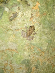 Craugastor yucatanensis