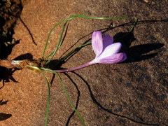 Syringodea concolor