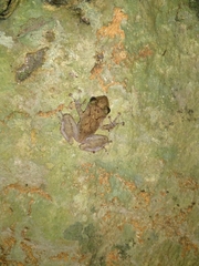 Craugastor yucatanensis