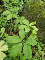Arisaema bockii
