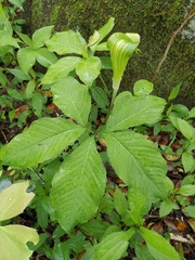 Arisaema bockii