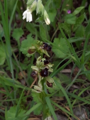 Ophrys sphegodes