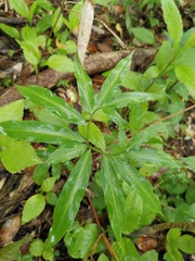 Arisaema heterophyllum