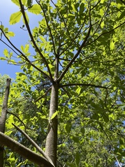Magnolia macrophylla ashei