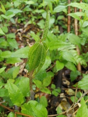 Arisaema heterophyllum