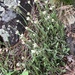 Antennaria parlinii fallax - Photo (c) Samuel Brinker,  זכויות יוצרים חלקיות (CC BY-NC), הועלה על ידי Samuel Brinker