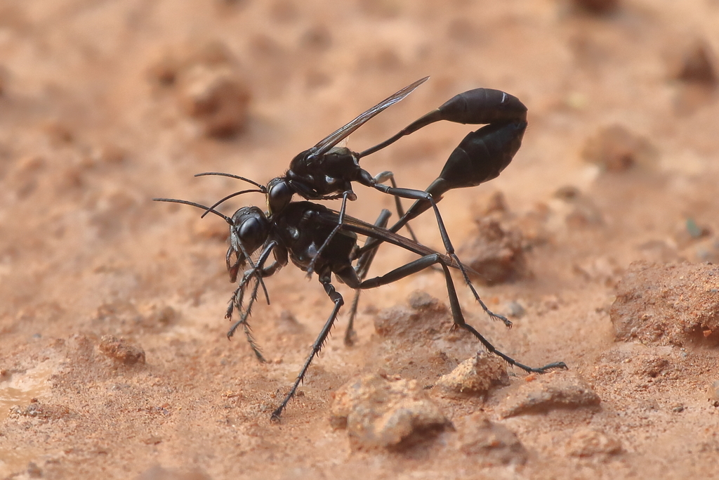 Eremnophila opulenta