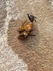 Camponotus aegyptiacus