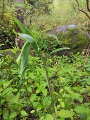 Polygonatum cyrtonema